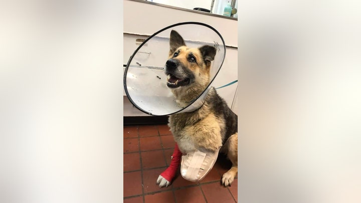 Freak accident leaves dog with metal spike impaled in chest