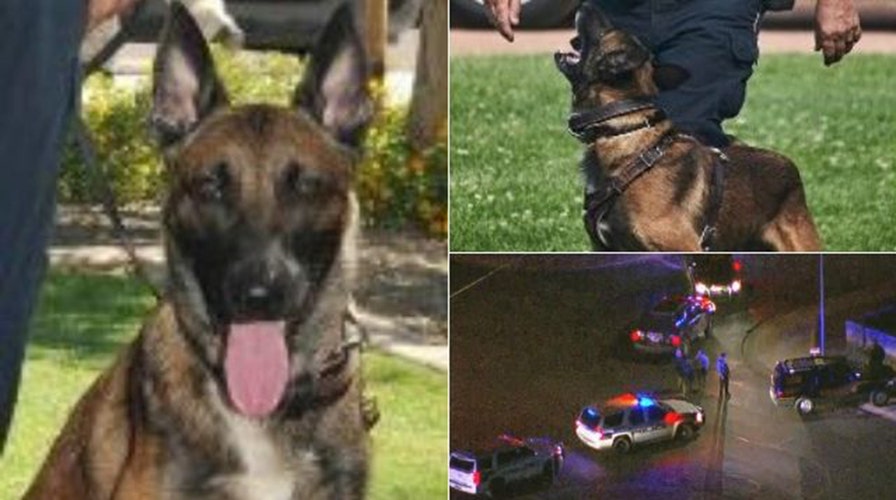 Arizona K-9 Police Officer Killed By Fleeing Suspect: 'We Lost A ...