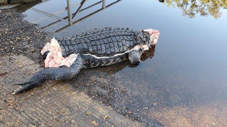 Mutilated alligator found in Florida without head or tail | Fox News