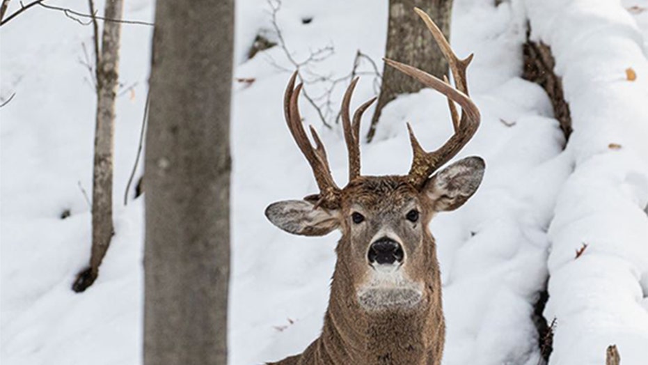 unusual antlers