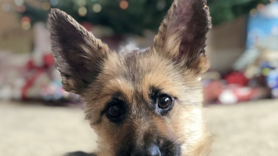 newly born german shepherd puppies