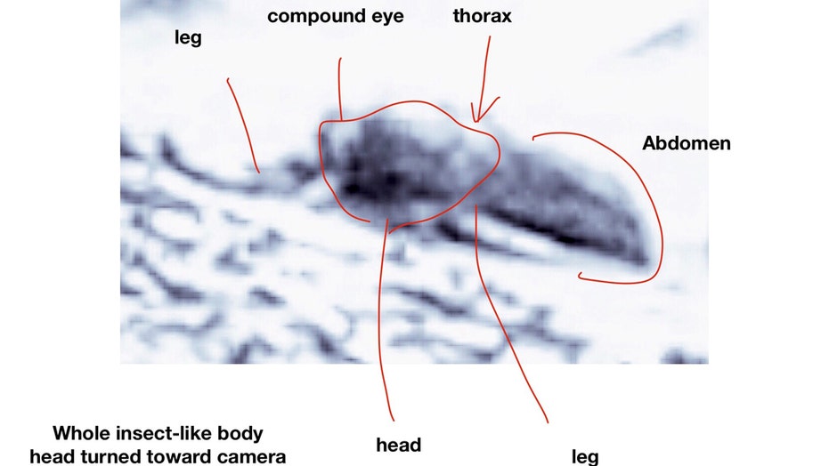 There Has Been And Still Is Life On Mars Expert Claims Citing Nasa Photos Fox News