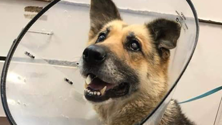 dog chewing metal crate