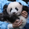 Three-month-old panda cub Bao Di is seen at Pairi Daiza zoo in Brugelette, Belgium, Nov. 14, 2019.