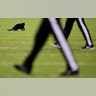 A black cat runs on the field during the second quarter of the New York Giants and Dallas Cowboys game at MetLife Stadium in East Rutherford, New Jersey, Nov. 4, 2019.