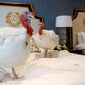Two turkeys from North Carolina named Bread and Butter hang out in their hotel room at the Willard InterContinental Hotel before being pardoned by President Trump in Washington, D.C., Nov. 25, 2019.