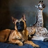Hunter, a young Belgian Malinois, keeps an eye on Jazz, a nine-day-old giraffe at the Rhino orphanage in the Limpopo province of South Africa, Nov. 22, 2019. 