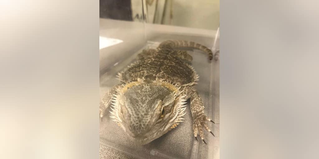 Box of lizards mailed to the wrong New York address