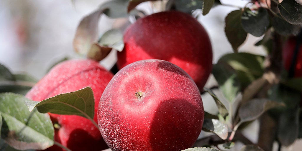 Stemilt shows Cosmic Crisp apples had strong spring - Produce Blue Book