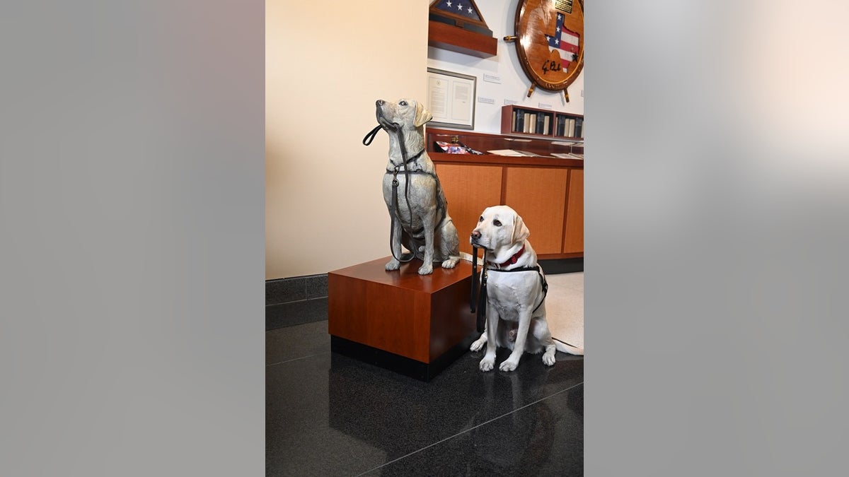 Sully, the yellow labrador who assisted the late former President George H.W. Bush before his death last year, sits next to a statue of himself at the George H.W. Bush Presidential Library and Museum at Texas A&amp;M University.