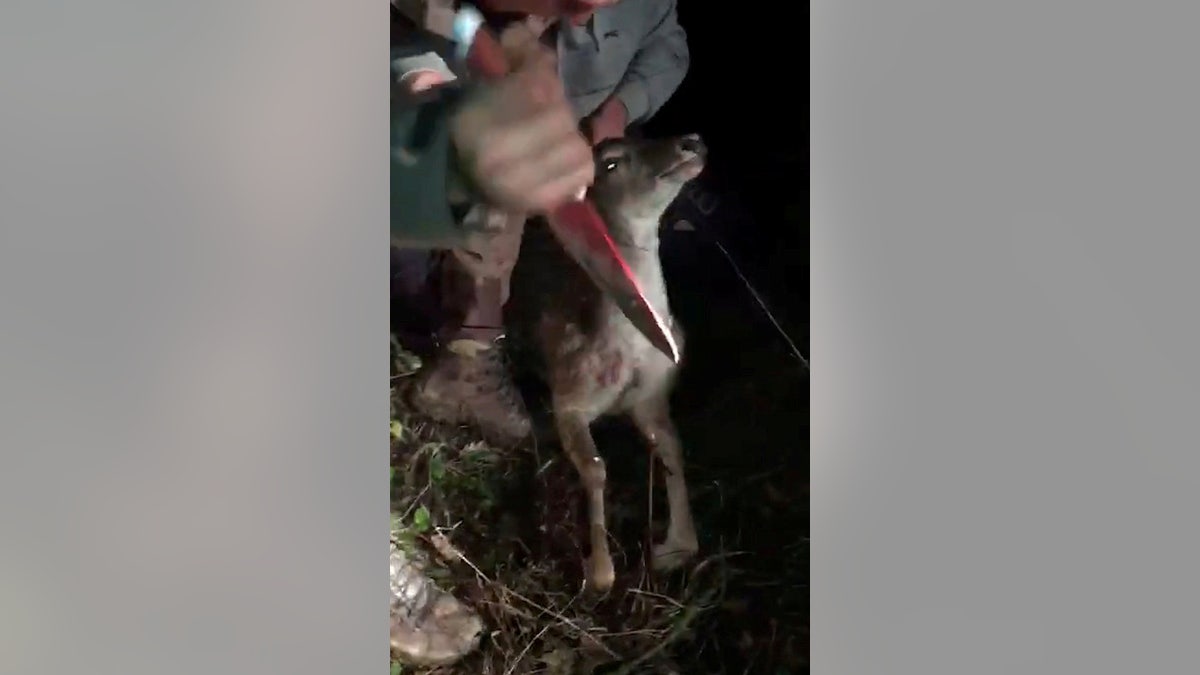 The Royal Society for the Prevention of Cruelty to Animals (RSPCA) reportedly found “numerous gruesome hunting images and videos” on Price's phone, said to be taken during illegal hunts in October and November of 2018.