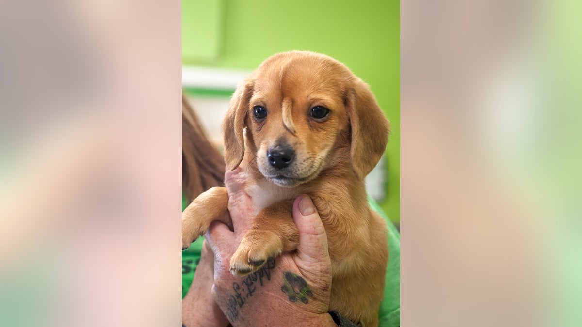 Though people have made “giant” offers to buy the special dog, but Steffen is certain that “he’s not for sale.” (Tyler Graef/The Southeast Missourian via AP, File)