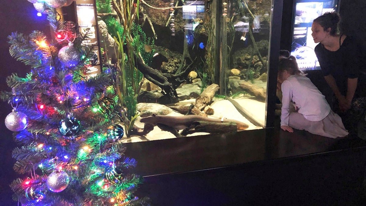 In this undated photo provided by the Tennessee Aquarium, an electric ell named Miguel Wattson lit up a Christmas tree at the Tennessee Aquarium in Chattanooga. (Thom Benson/Tennessee Aquarium via AP)
