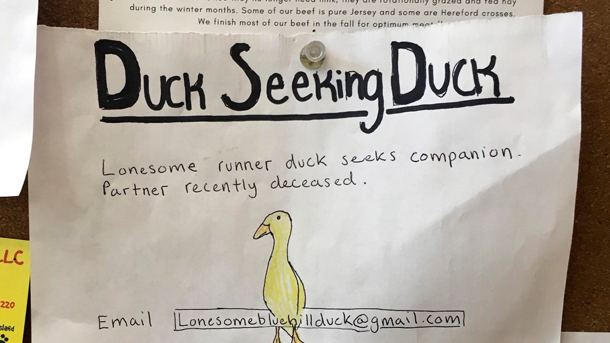 An advertisement for a single duck seeking a partner is seen on a bulletin board at the Blue Hill Co-op, Thursday in Blue Hill, Maine. The duck's owner, Chris Morris, is using the dating ad to try to find a match for one of his ducks who lost its mate to a hungry bobcat a couple of weeks ago at Morris' yard in Blue Hill. (Jennifer Coolidge via AP)