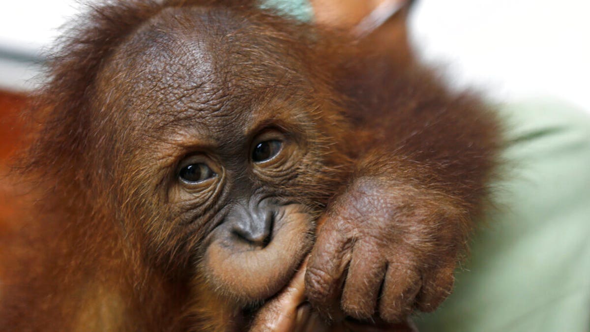 Bon Bon, a male orangutan, sits on his keeper's lap during a press conference in Bali, Indonesia, Monday, Dec. 16, 2019. 