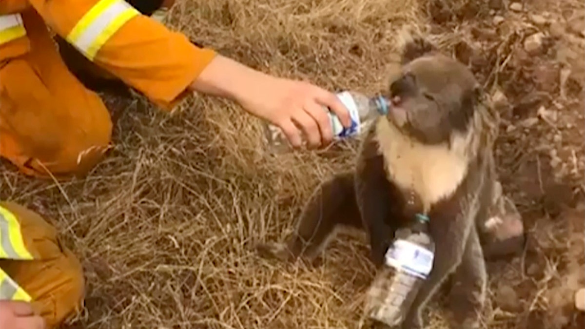 In this image made from video taken on Dec. 22, 2019, and provided by Oakbank Balhannah CFS, a koala drinks water from a bottle given by a firefighter in Cudlee Creek, South Australia. Around 200 wildfires were burning in four states, with New South Wales accounting for more than half of them, including 60 fires not contained. (Oakbank Balhannah CFS via AP)