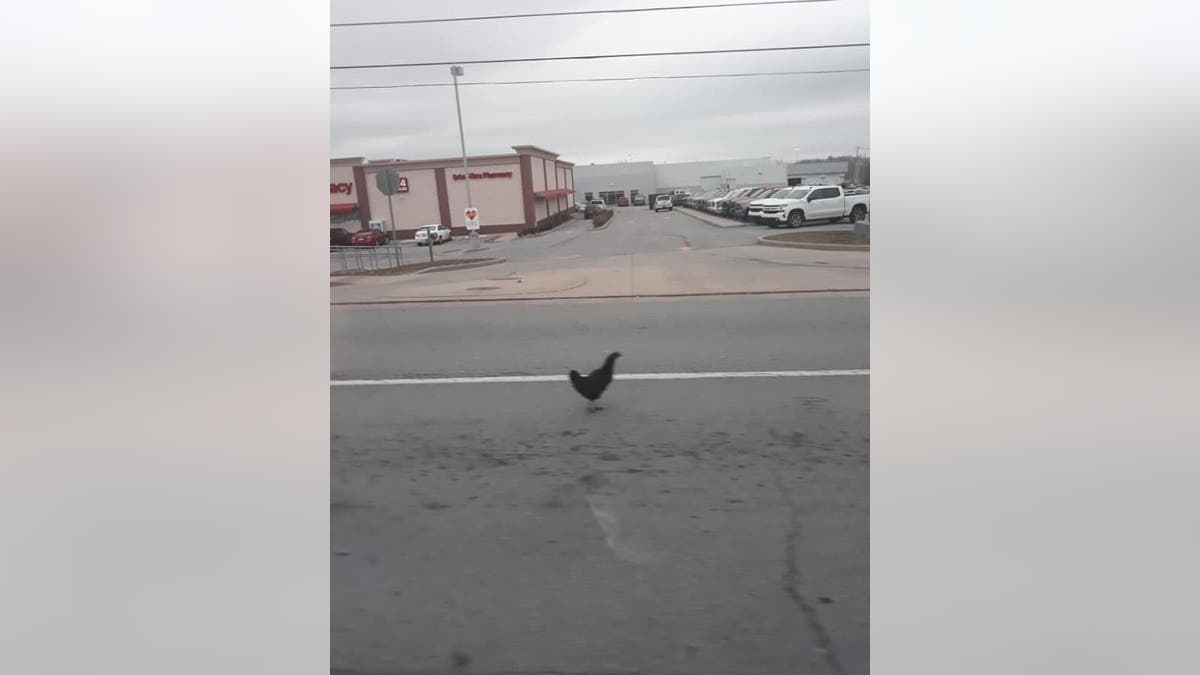 The Elizabethtown Police Department shared that its fearless cops walked into the “very beak of danger” to take down “a very hostile chicken.”