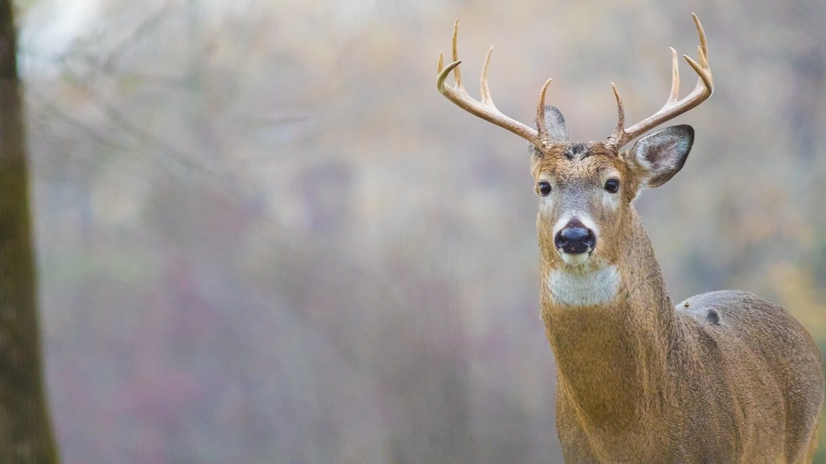 Pennsylvania probe into deer abuse video leads to charges for