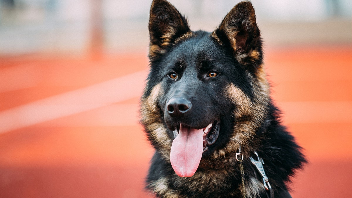 Pictured: Some dog probably named Max or Bella.