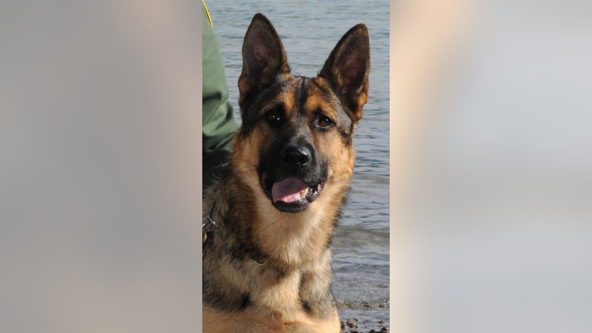 Jackie, a K-9 serving with U.S. Border Patrol, died in a car accident early Sunday morning in Washington, officials said.