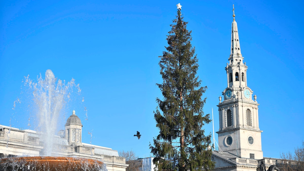 Once the tree arrived in London's Trafalgar Square, some commented it looked rather thin compared to prior years.