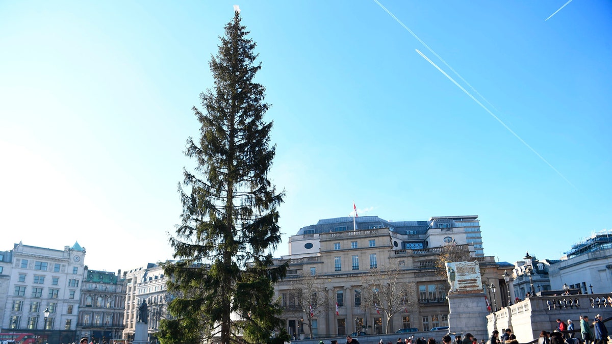 A view of the Christmas tree, an annual gift from the city of Oslo as a token of Norwegian gratitude to the people of London for their assistance, during the second world war, in Trafalgar Square, London, Wednesday, Dec. 4, 2019.