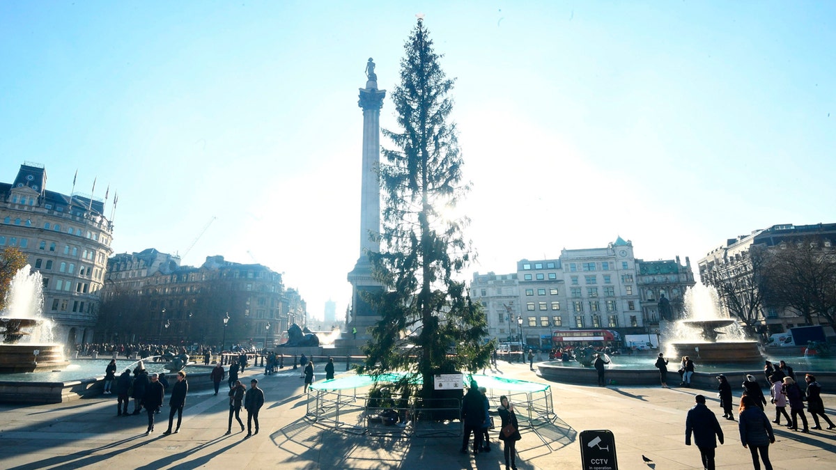 The Trafalgar Square Christmas tree is a nearly 70-foot Norwegian Spruce that's been an annual from the city of Oslo since 1947 as a token of Norwegian gratitude to the people of London for their assistance during World War Two.