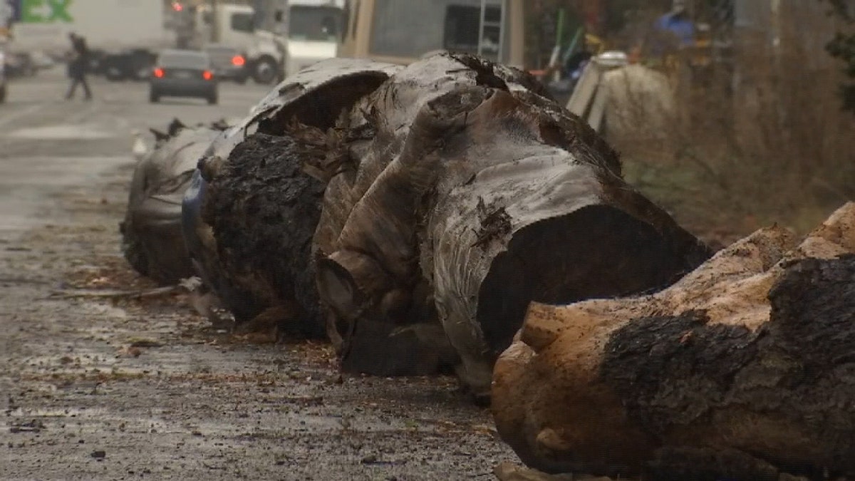 Large tree logs were placed outside Oakland, California businesses to help deter homeless residents from parking their cars outside.