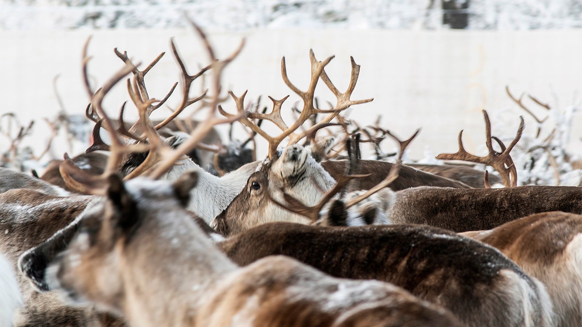 In this Tuesday, Nov. 26, 2019, Reindeer in a temporary corral in Rakten, outside of Jokkmokk, before being transported to winter pastures. (AP Photo/Malin Moberg)