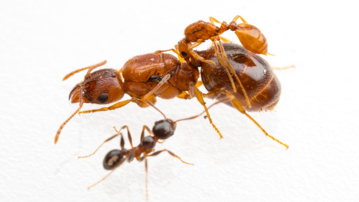The tiny queen of a socially parasitic Solenopsis inquilina rides on the back of a host Pheidole dentata queen. 