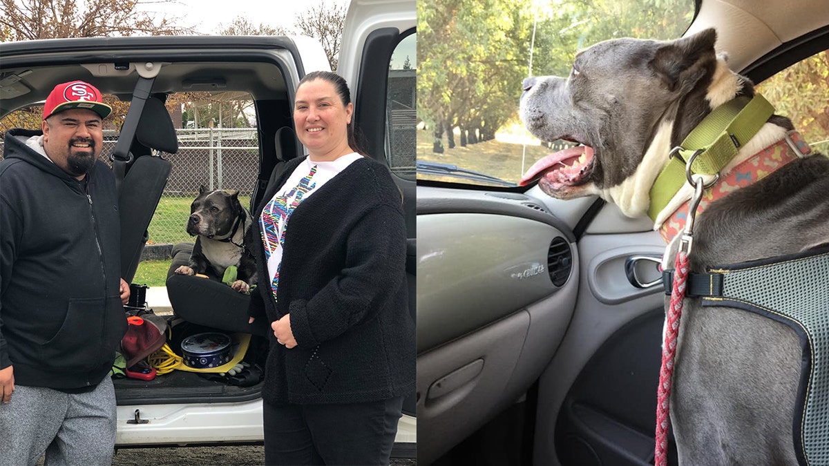 Seamus, a 9-year-old pit bull-bully mix, was adopted over the weekend and will have a warm home with his fur-ever family for Christmas.