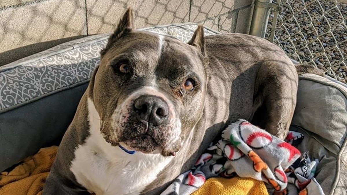 Seamus spent 5.5 years — more than half of his life — in the shelter before he was adopted, animal rescuers said.