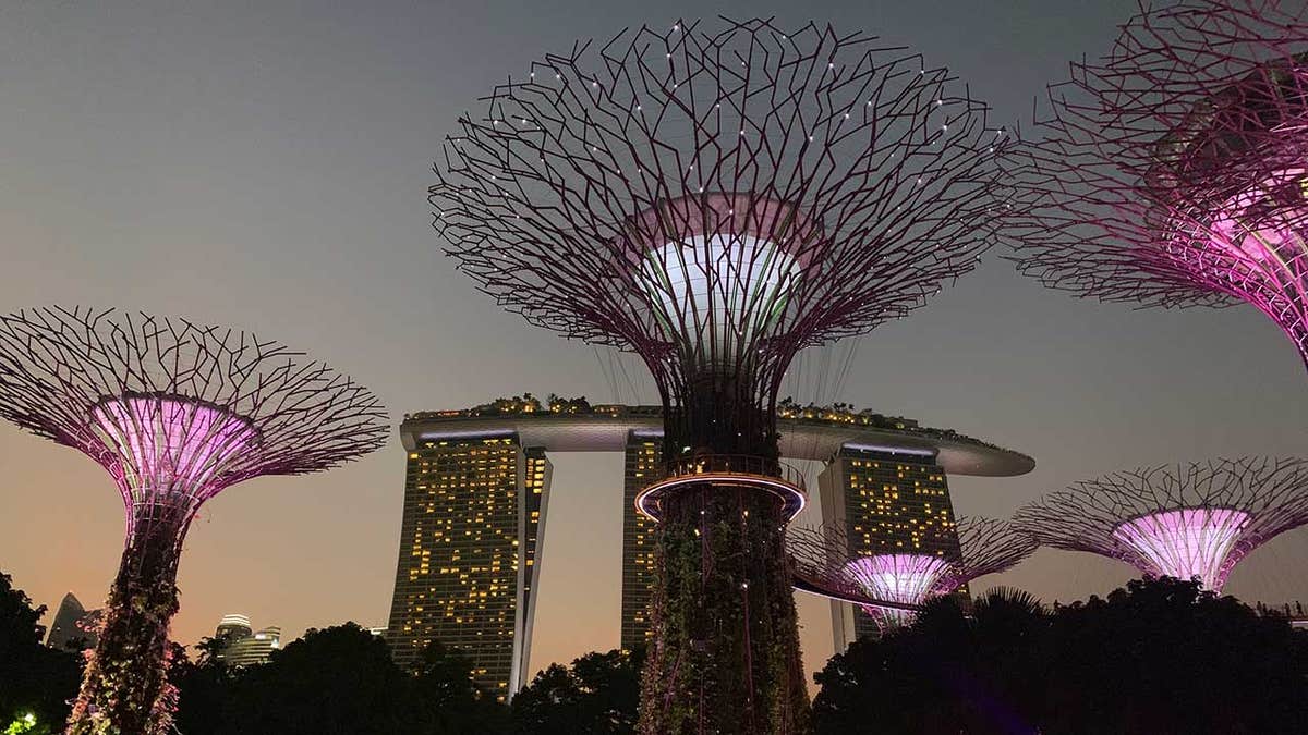 The Supertree Grove Trees, which perform a number of environmental functions, tower over the nature park at the Gardens by the Bay.