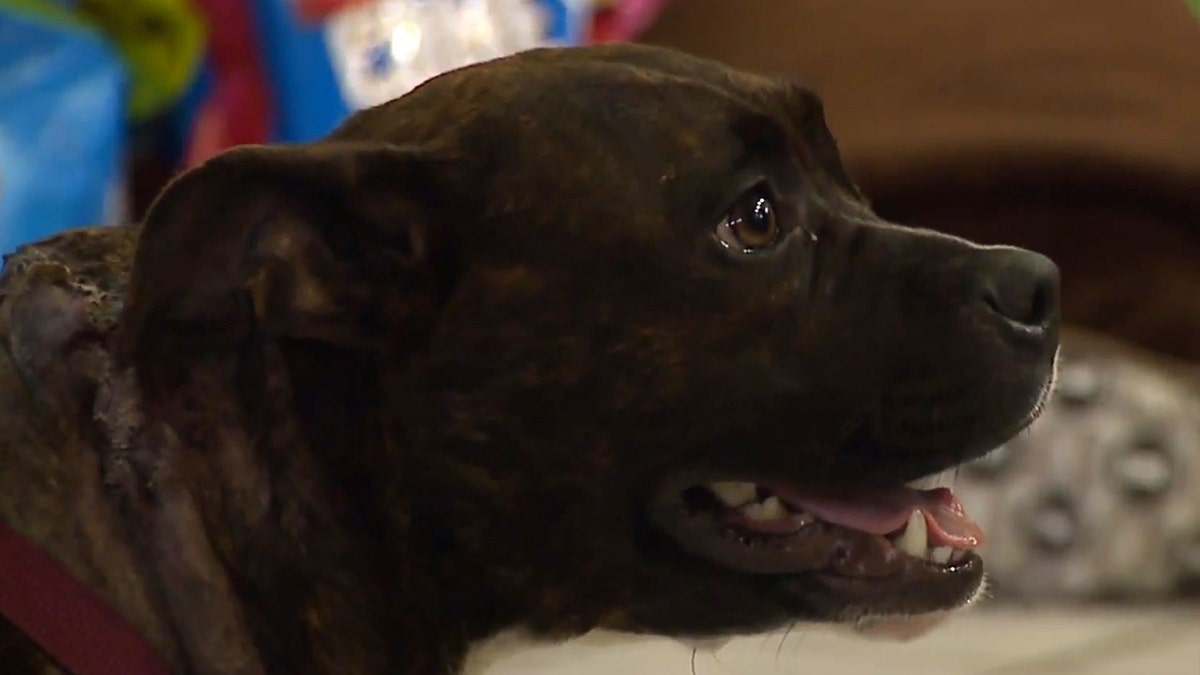 Skee the dog was stabbed on Christmas morning after she tried shooing away a burglary suspect, according to her family.