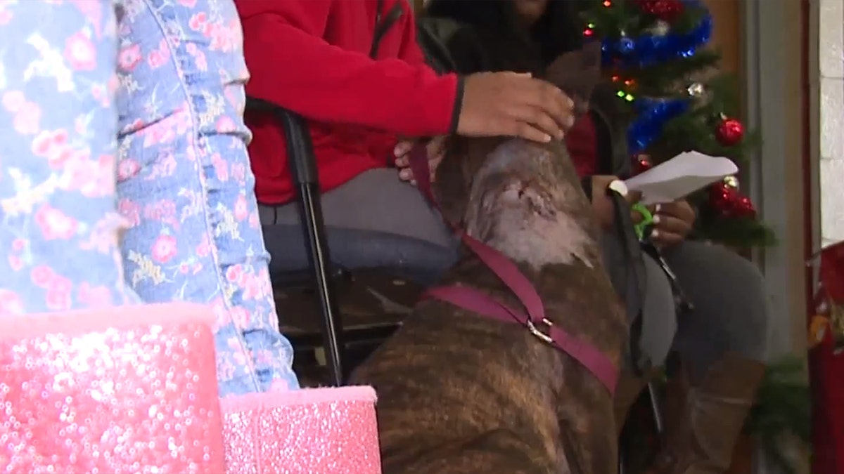 The dog, who recently had a litter of puppies, was recovering at home as of Sunday.