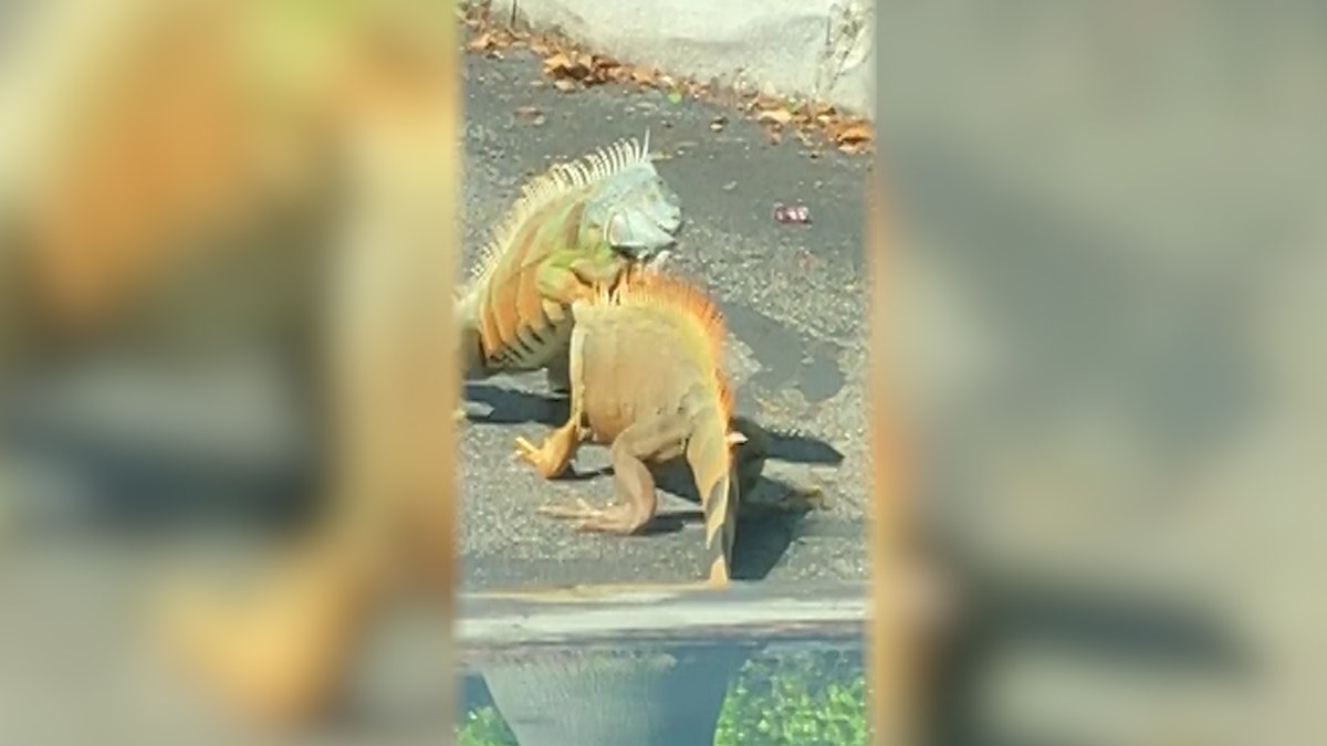 Viral videos show the iguanas battling it out in parking lots, and showing up in people's toilets.