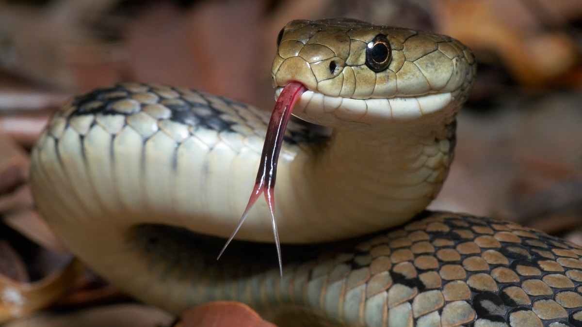 No snakes allowed on <em>thisss</em> plane. A 10-year-old boy from New Zealand was reportedly ordered to change his graphic T-shirt before a recent flight from a South African airport because the top featured an image of a hissing snake.