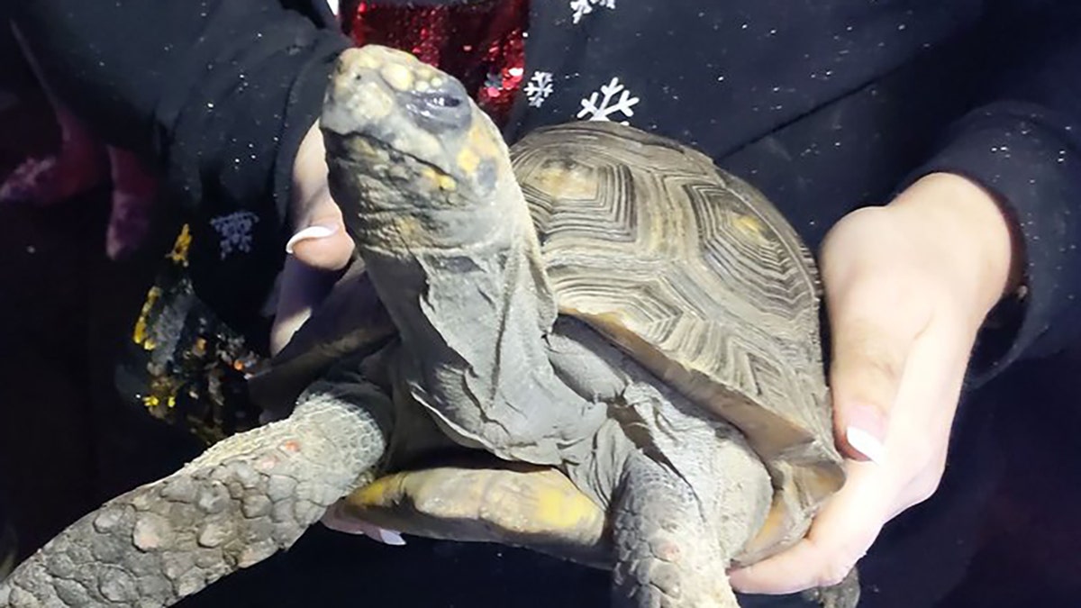 The 45-year-old tortoise "might look angry" but fire officials said it was his "lucky day."