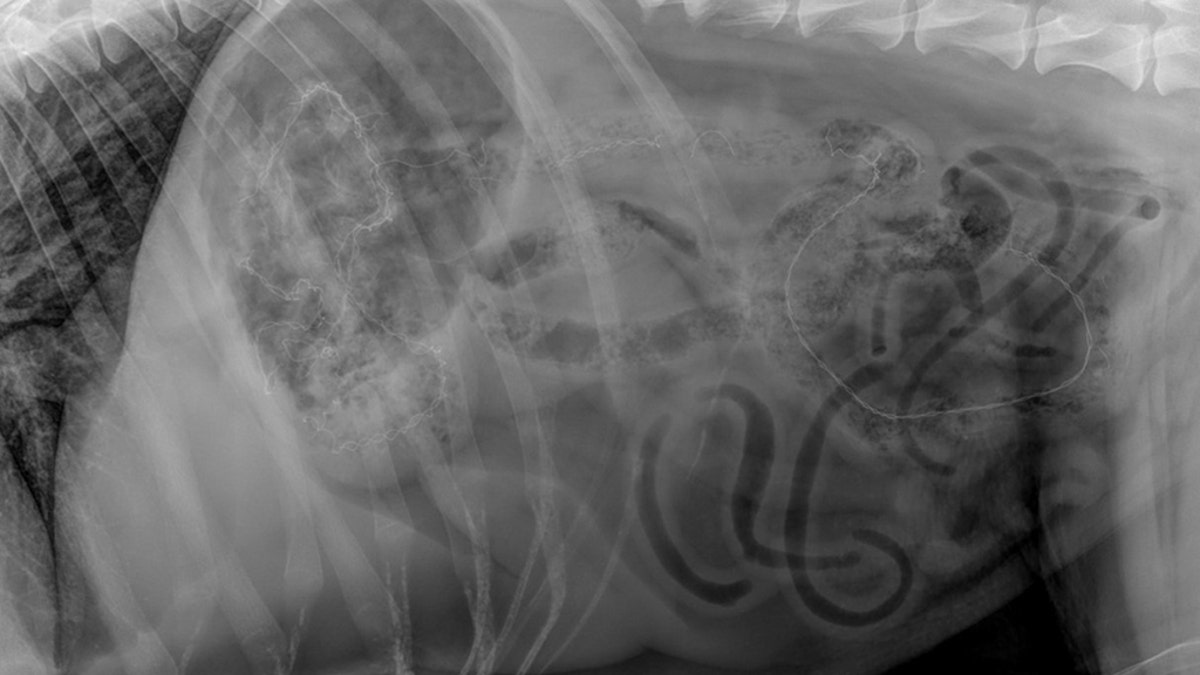 An X-ray of Benji's stomach.