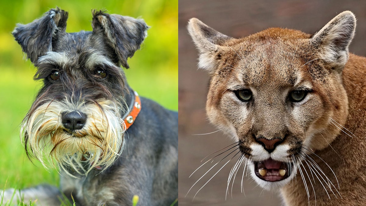 A Southern California woman sought to protect her dog from a mountain lion that wandered into her backyard on Thursday -- punching the wild cat the face and prying its jaws open in an attempt to save her miniature Schnauzer (like the one pictured left).?