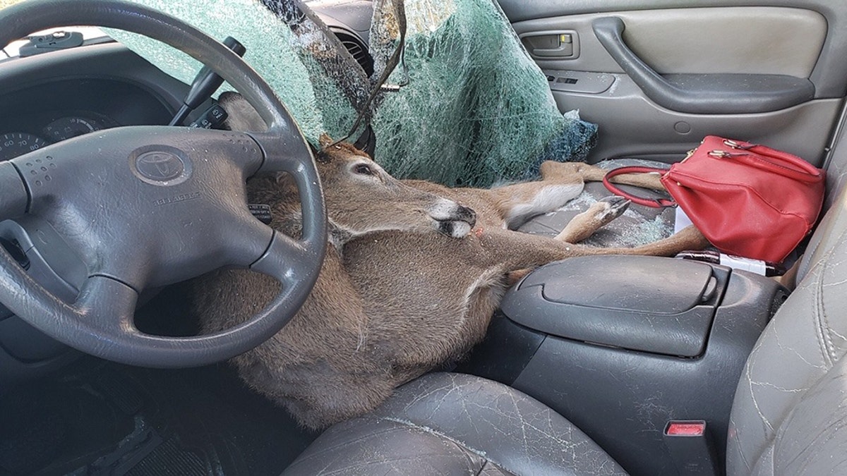 A deer ran out of the woods Thursday morning and crashed through the windshield of the woman’s vehicle in Jones County, Georgia. The woman was not injured