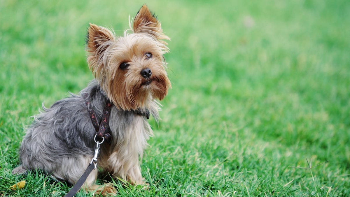 Cute dog sitting in grass