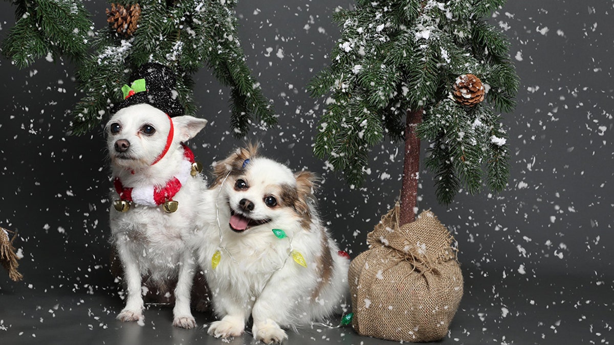 The holiday season can be overwhelming for both humans and pets, as evidenced by a small dog who was recently pictured suffering an “existential crisis” during a wintery photo shoot.