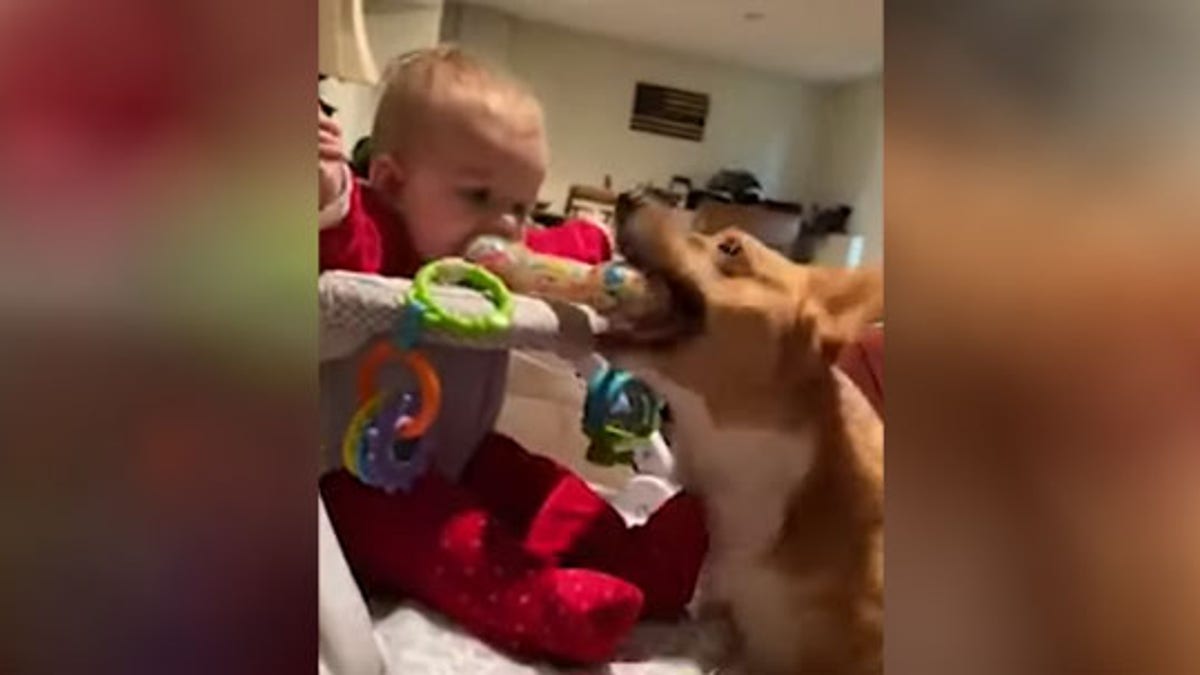 dog steals toy from baby