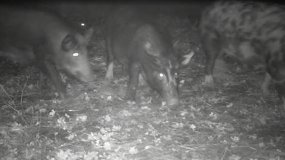 Around 40 feral hogs have been roaming through parks in Lafayette since October, causing tens-of-thousands of dollars worth of damage.