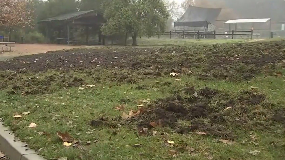 The pack of feral hogs have been tearing through areas looking for grubs, worms, and acorns.