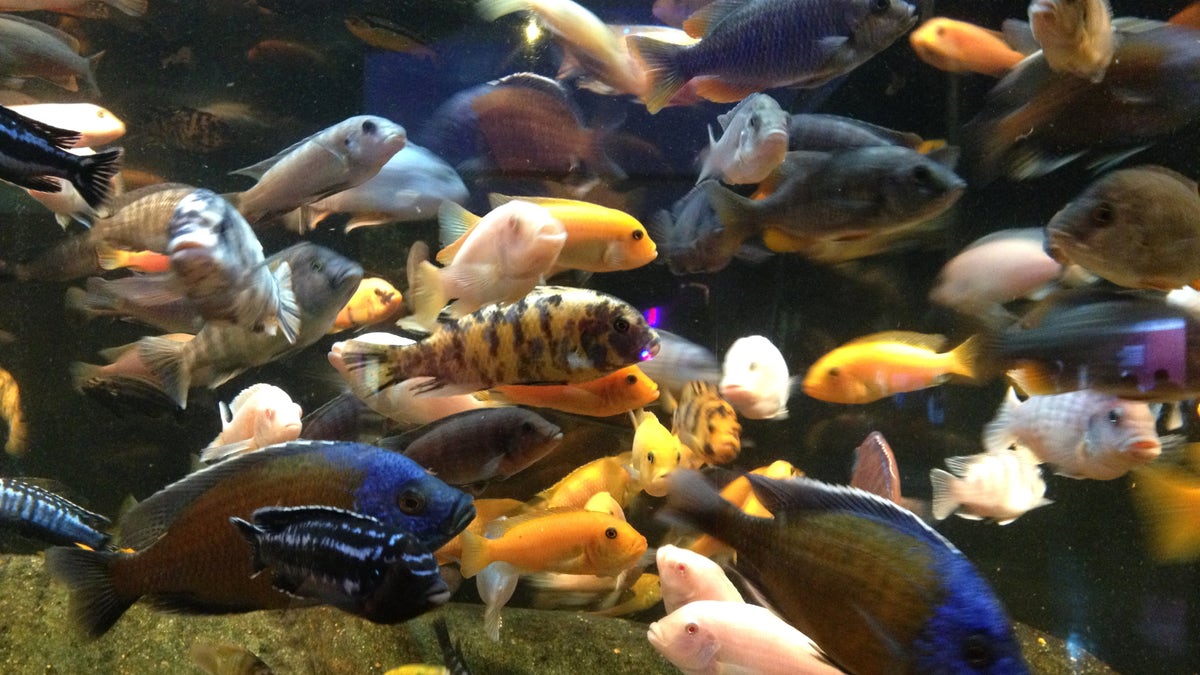 A tank full of African cichlids at the Oklahoma Aquarium in Jenks, Oklahoma.