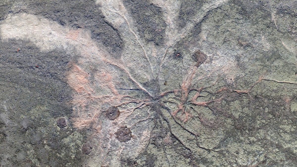 Overview of Archaeopteris in greenish overwash sediment in Cairo, New York.