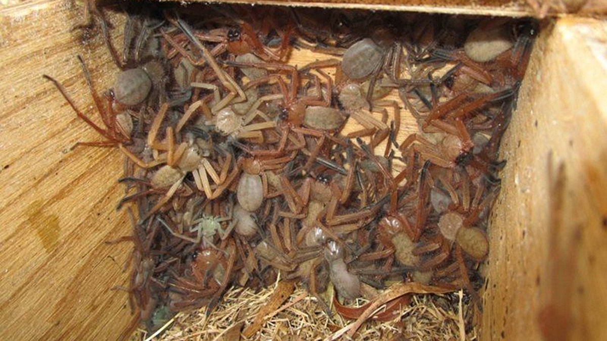 mikroskopisk Månens overflade Mirakuløs Shocking photo of a colony of huntsman spiders living together found in  Australia | Fox News