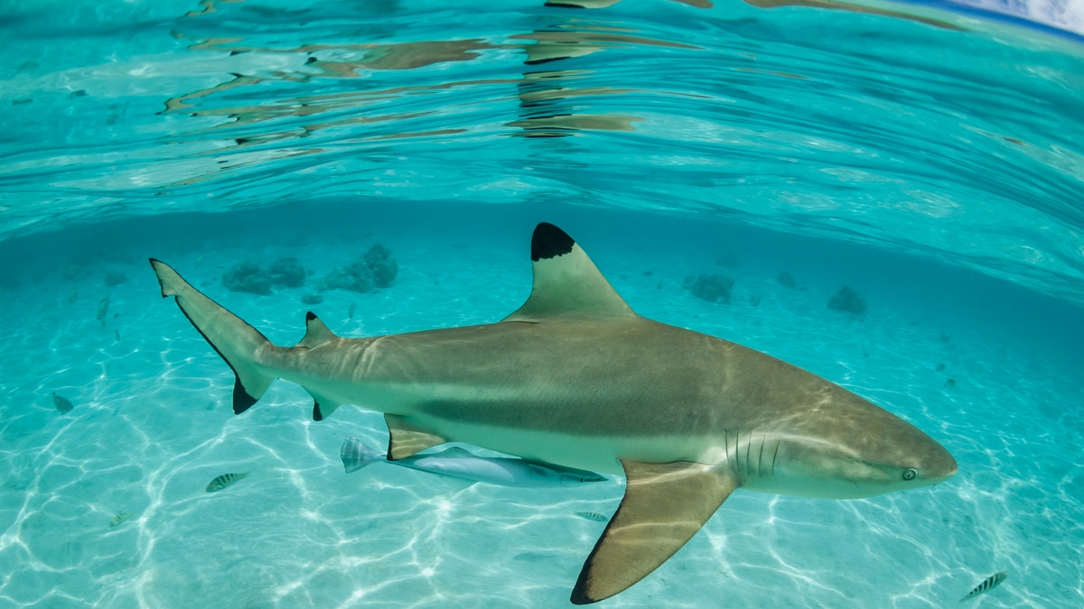 A stock image of a blacktip shark, a species of requiem shark.